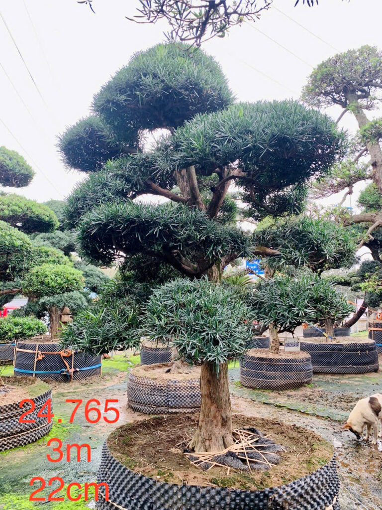 Tùng La Hán 24765