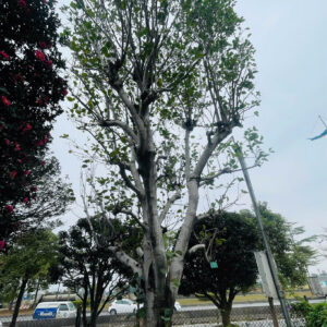 Hoa Mộc Lan Tím 24782