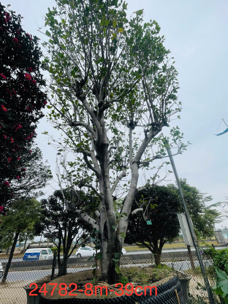 Hoa Mộc Lan Tím 24782