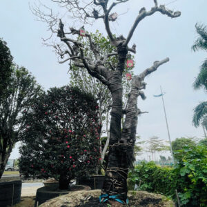 Hoa Mộc Lan Trắng 24783