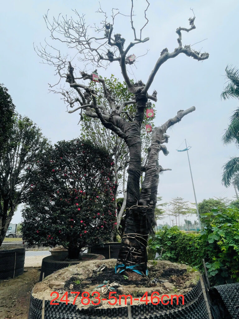 Hoa Mộc Lan Trắng 24783