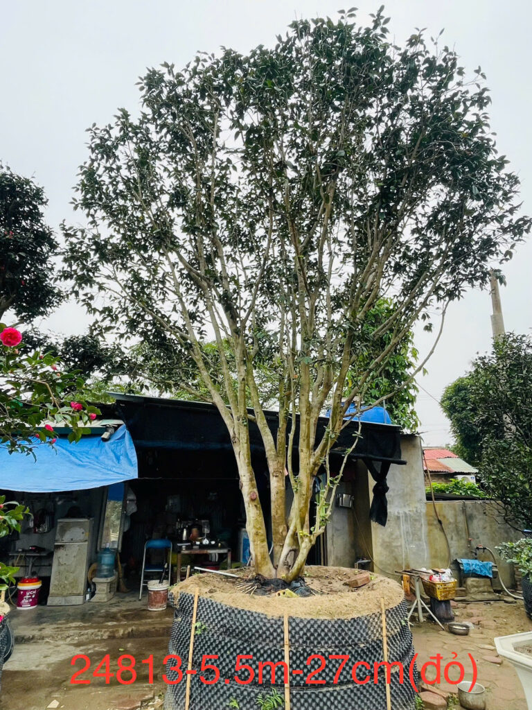 Hoa Trà Đỏ 24813