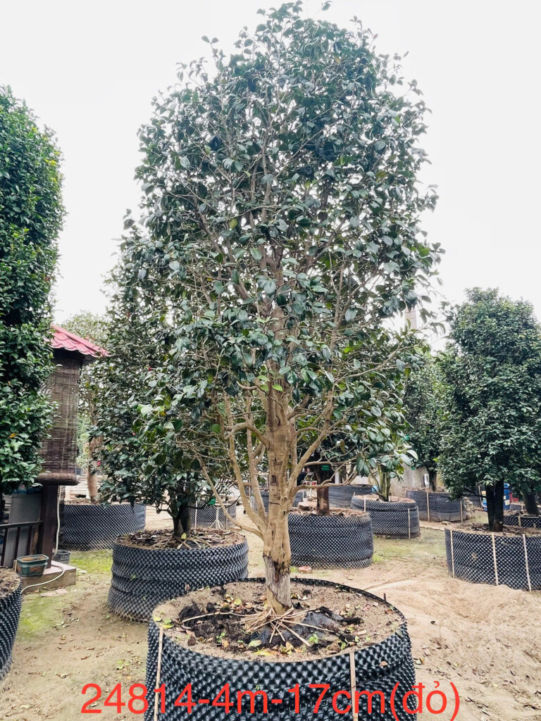 Hoa Trà Đỏ 24814