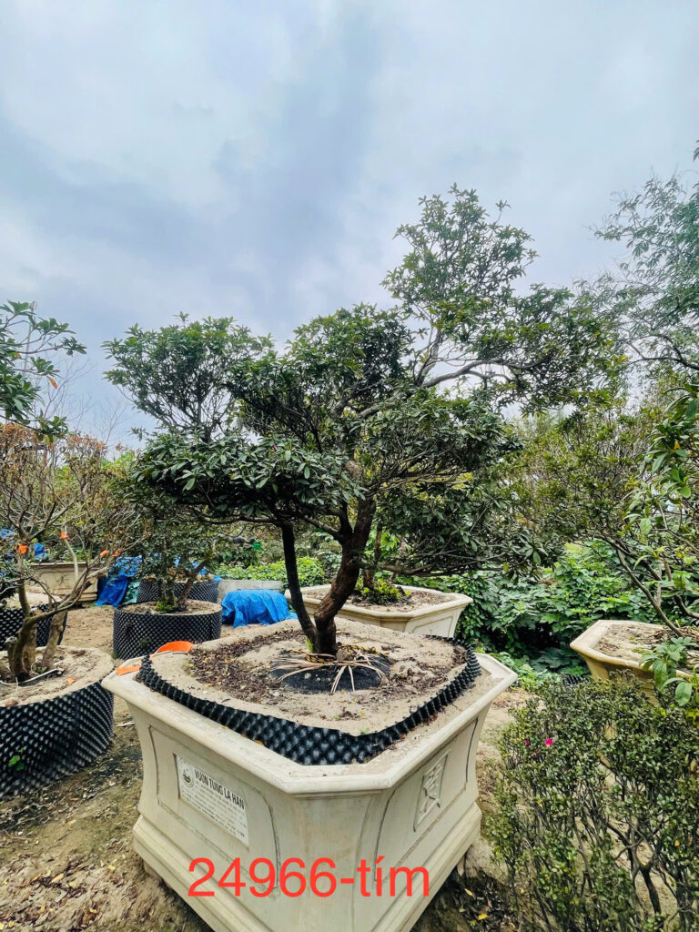 Đỗ Quyên 24966