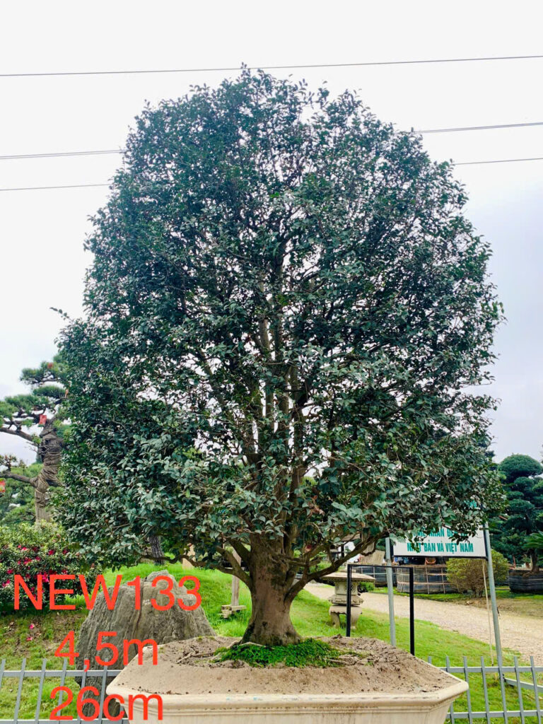 Hoa Trà Đỏ new133