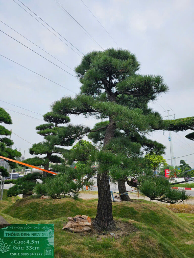 Thông Đen new211