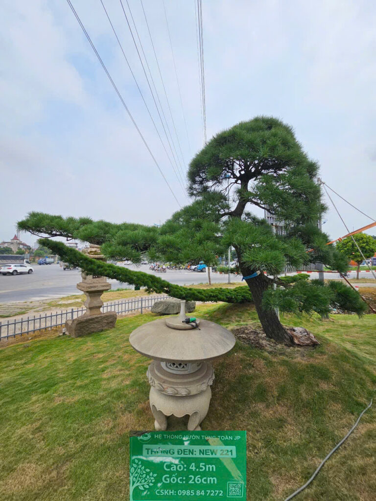 Cây Thông Đen NEW 221