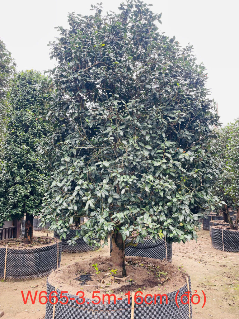 Hoa Trà Đỏ w665