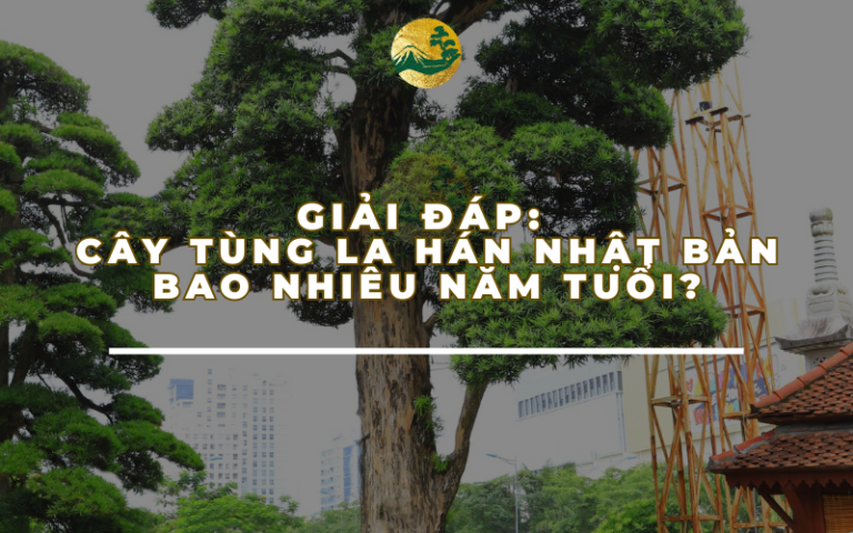 Giải đáp: Cây tùng la hán Nhật Bản bao nhiêu năm tuổi?