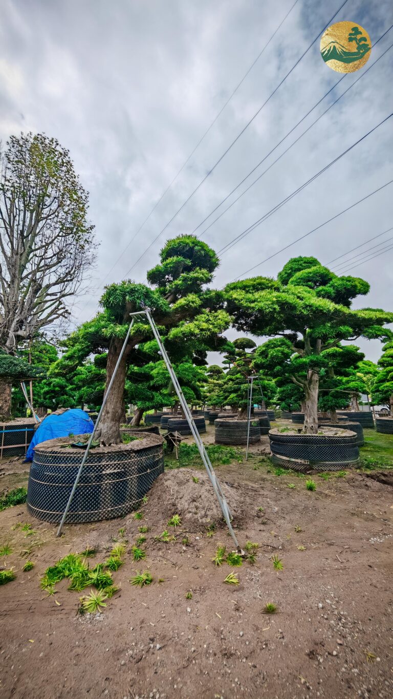 Tùng La Hán: Cây Cảnh Sang Trọng và Ý Nghĩa Phong Thủy