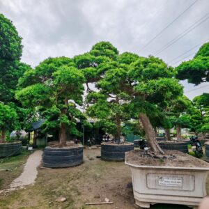 Tùng La Hán 243154
