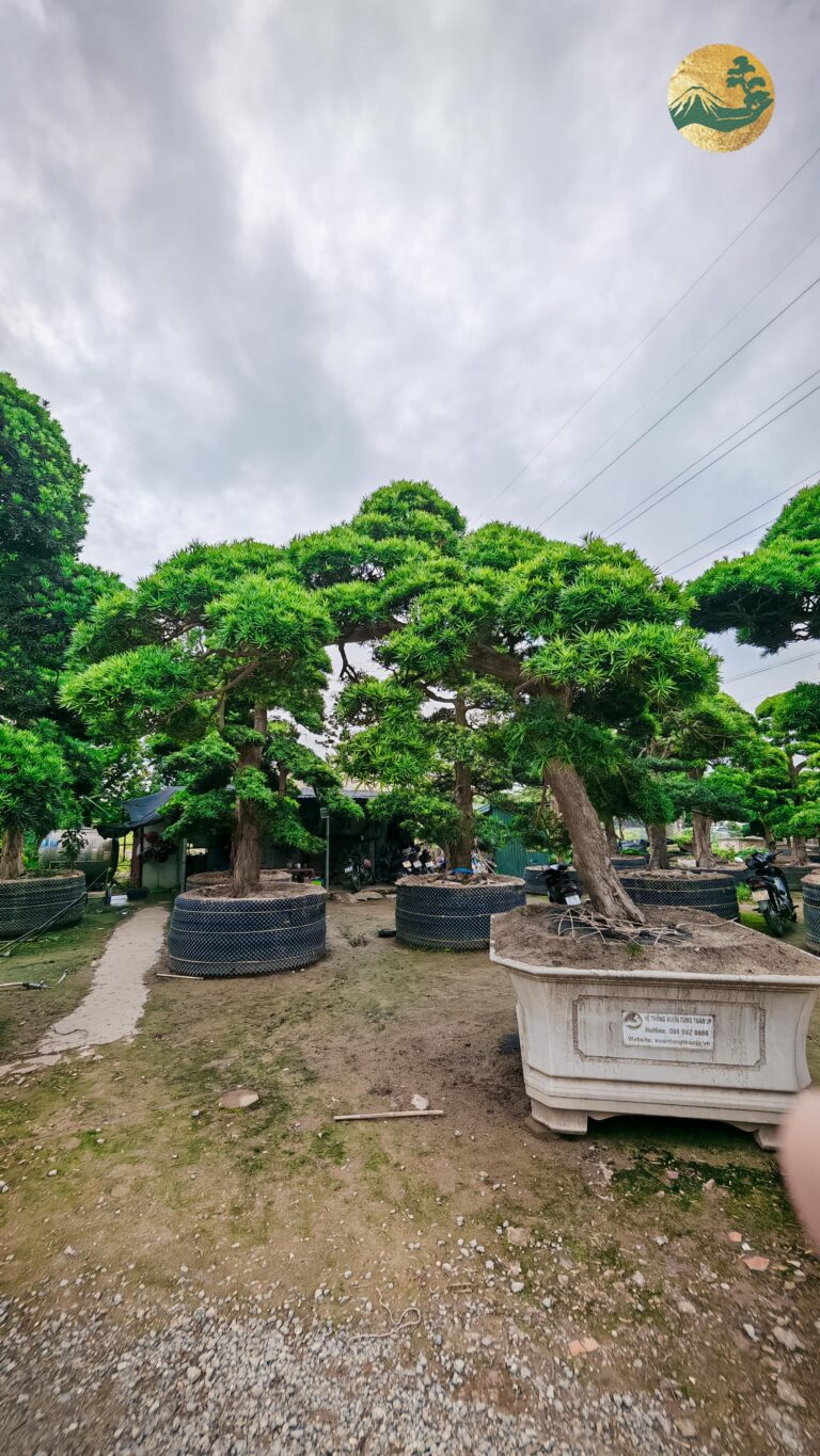 Tùng La Hán 243154