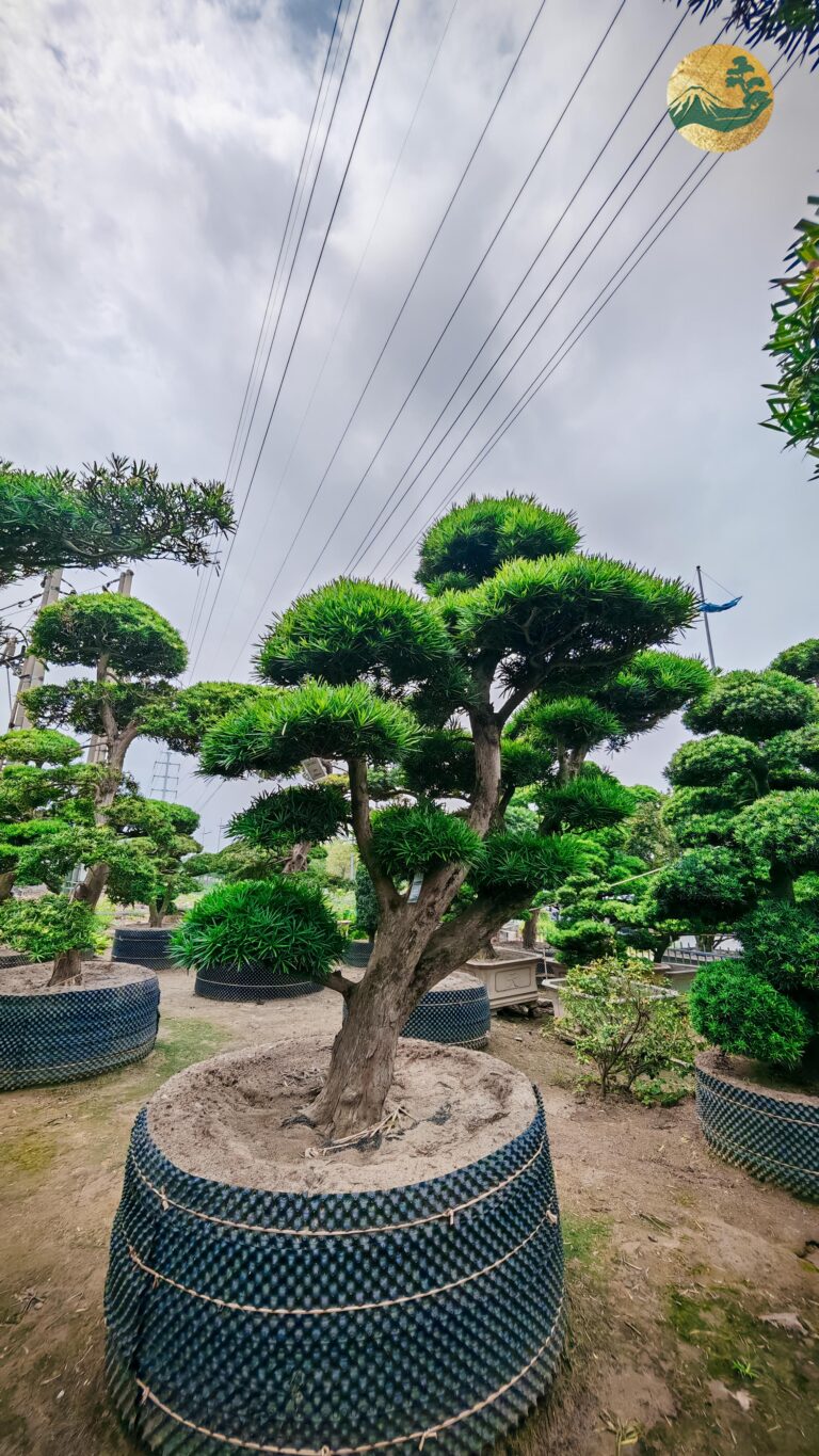 Tùng La Hán 24552