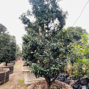 Hoa Trà đỏ 21207