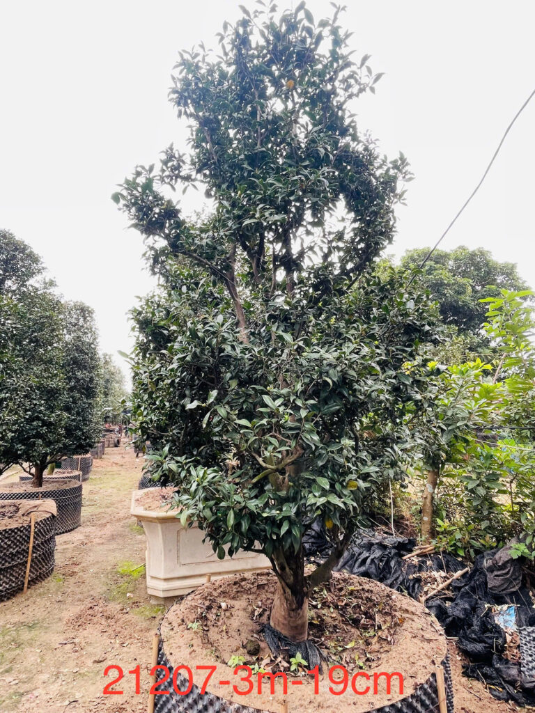 Hoa Trà Đỏ 21207