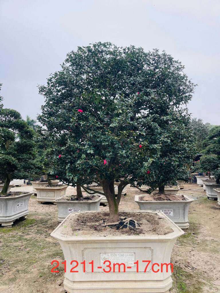 Hoa Trà Đỏ 21211