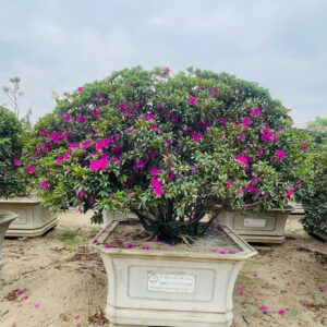 Đỗ quyên 21433