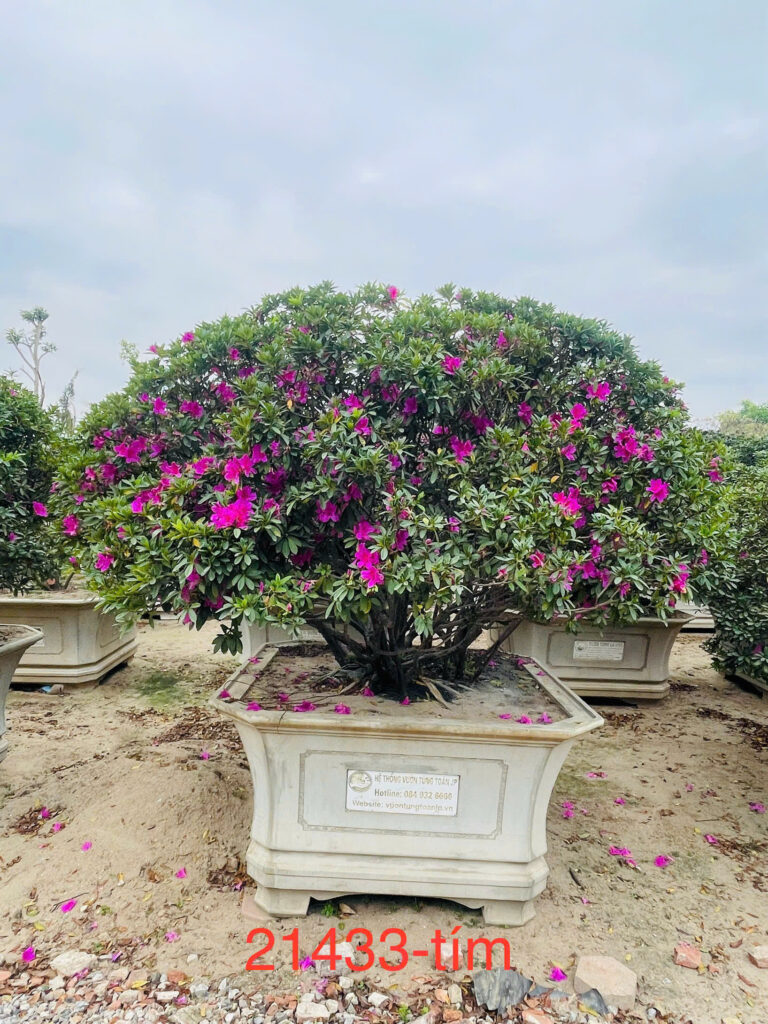 Đỗ Quyên 21433