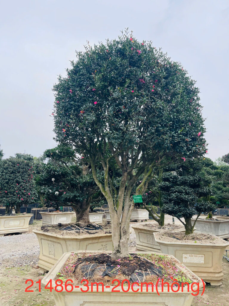 Hoa Trà Hồng 21486