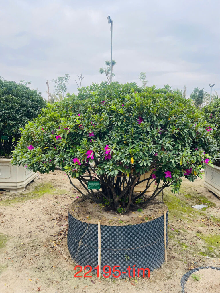 Hoa Đỗ Quyên 22195