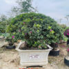 Hoa đỗ quyên 22199