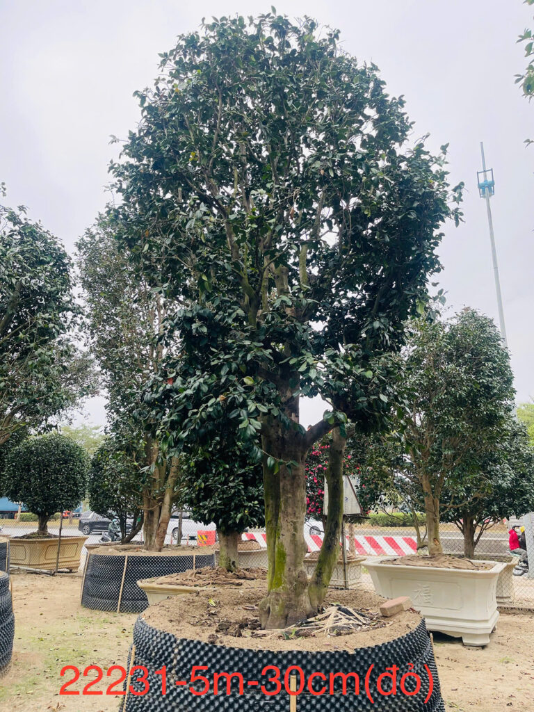 Hoa Trà Đỏ 22231