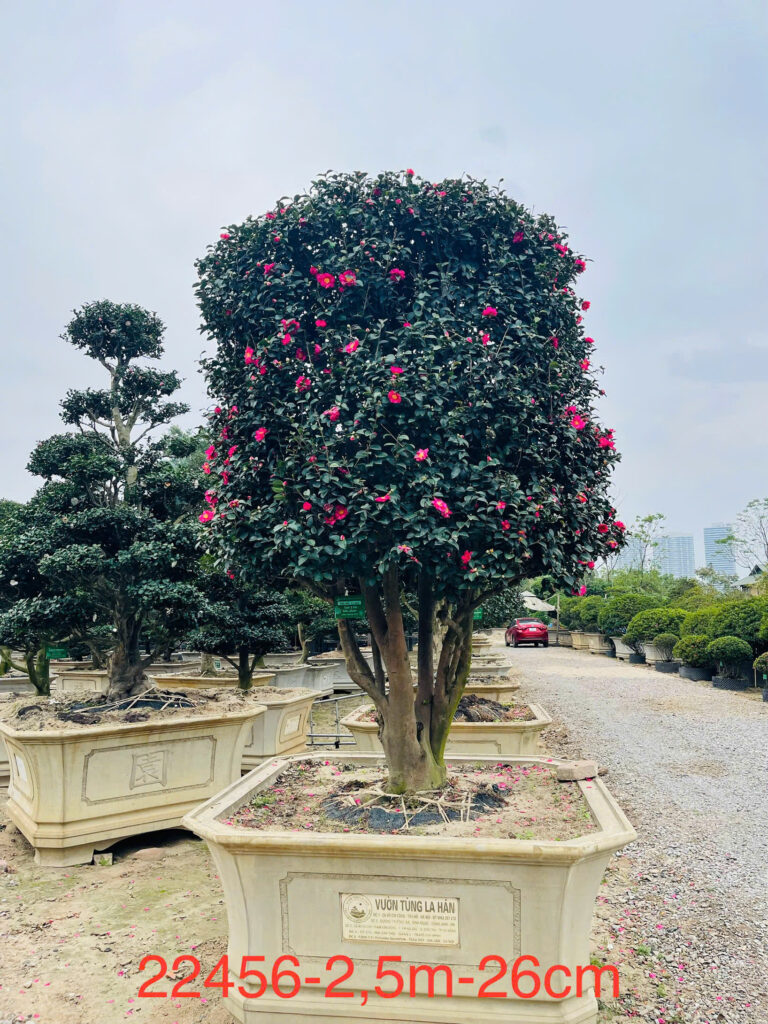 Hoa Trà Đỏ 22456