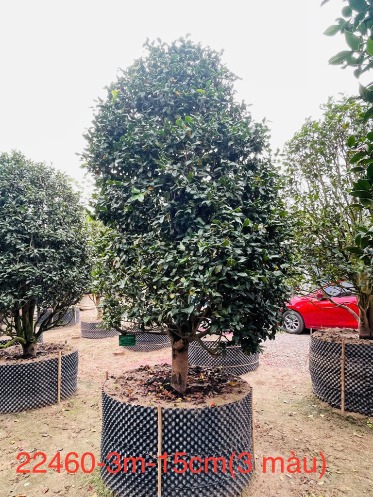 Hoa Trà 3 Màu 22460