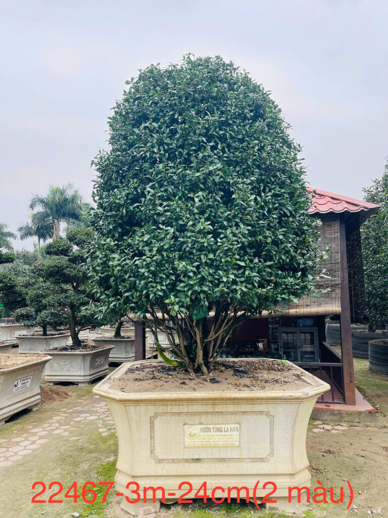 Hoa Trà 2 Màu 22467
