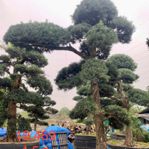 Cây tùng 19469