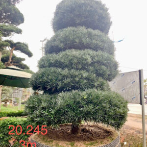 Cây tùng 20245