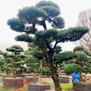 Cây tùng 21519