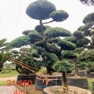 Cây tùng 21650