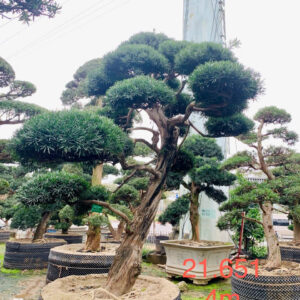 Cây tùng 21651