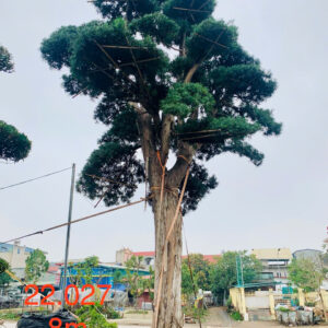 Cây tùng 22027