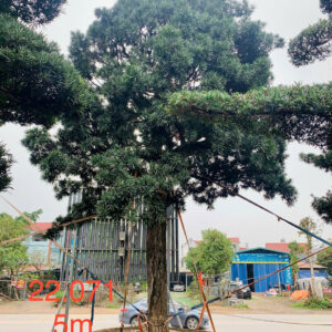 Cây tùng 22071