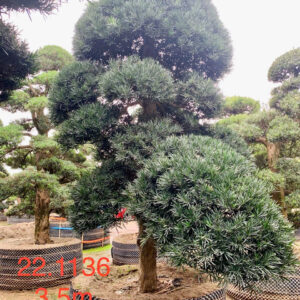Cây tùng 221136