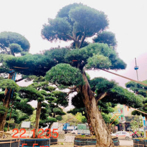 Cây tùng 221235