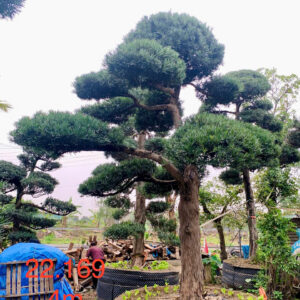 Cây tùng 22169