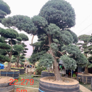 Cây tùng 22279