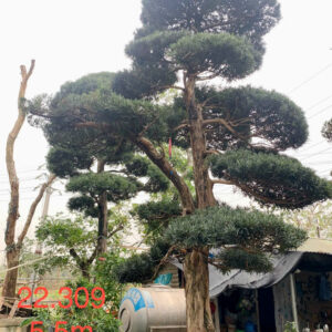 Cây tùng 22309