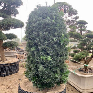 Cây tùng 22361