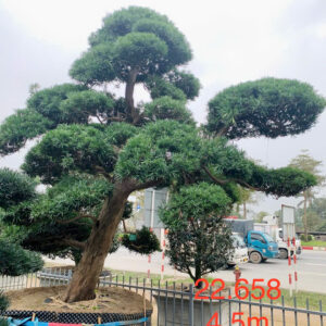 Cây tùng 22658