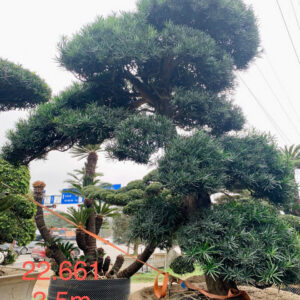 Cây tùng 22661