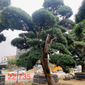 Cây tùng 22735