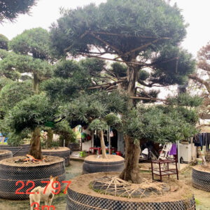 Cây tùng 22797