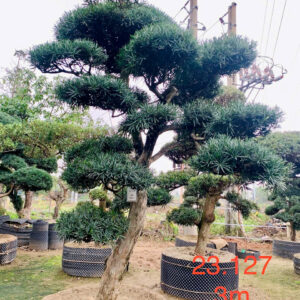 Cây tùng 23127