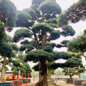 Cây tùng 24001