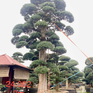 Cây tùng 24002