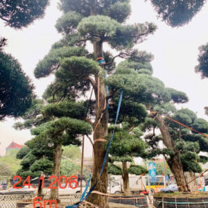 Cây tùng 241206